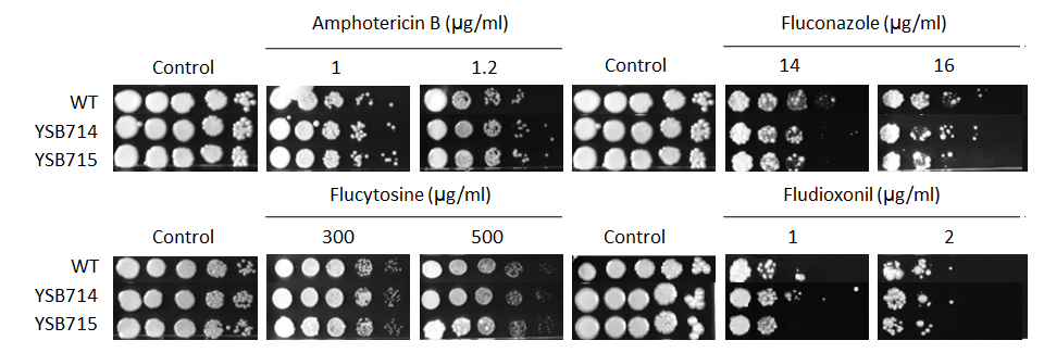 Antifungal drug susceptibility for CNAG_04398T0