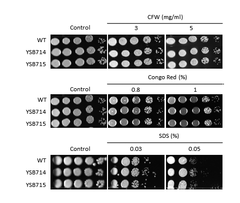 Cell wall stress phenotype for CNAG_04398T0