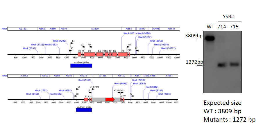 Gene disruption strategy for CNAG_04398T0