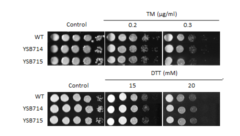 ER stress phenotype for CNAG_04398T0