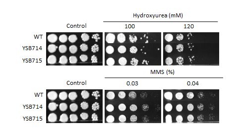 Genotoxic stress phenotype for CNAG_04398T0