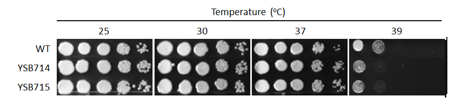 Growth phenotype for CNAG_04398T0