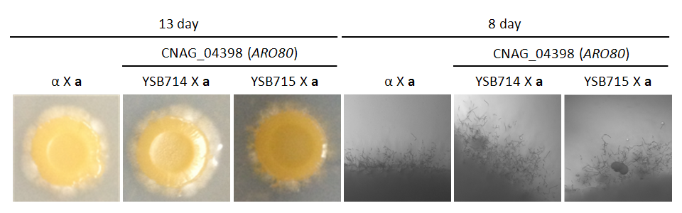 Mating phenotype for CNAG_04398T0