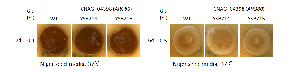 Melanin phenotype for CNAG_04398T0