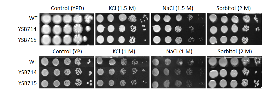 Osmotic stress phenotype for CNAG_04398T0