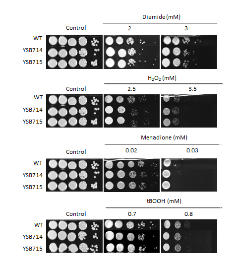 Oxidative stress phenotype for CNAG_04398T0