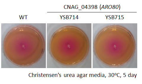 Urease phenotype for CNAG_04398T0