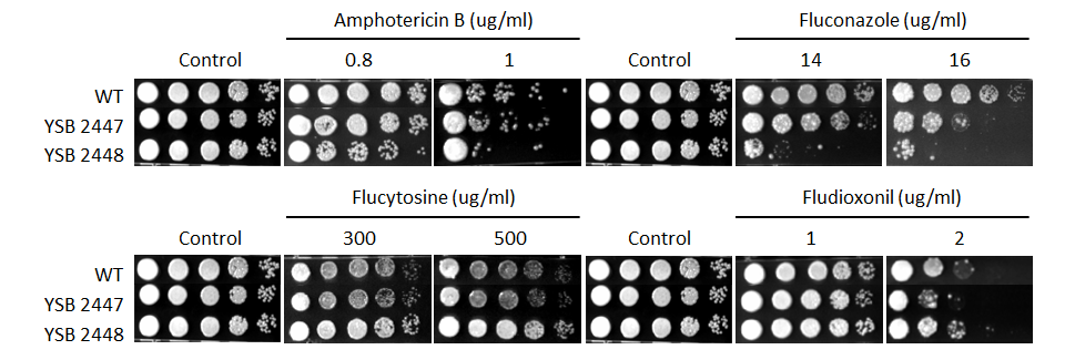 Antifungal drug susceptibility for CNAG_04457T0
