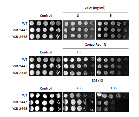Cell wall stress phenotype for CNAG_04457T0