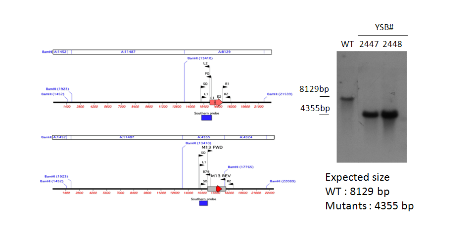 Gene disruption strategy for CNAG_04457T0