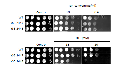 ER stress phenotype for CNAG_04457T0