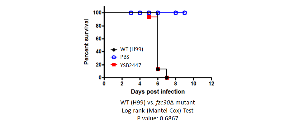 Galleria mellonella virulence data for CNAG_04457T0