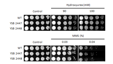 Genotoxic stress phenotype for CNAG_04457T0