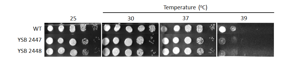 Growth phenotype for CNAG_04457T0