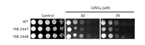 Heavy metal stress phenotype for CNAG_04457T0