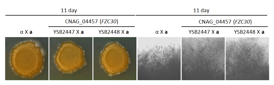 Mating phenotype for CNAG_04457T0