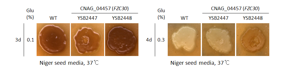 Melanin phenotype for CNAG_04457T0