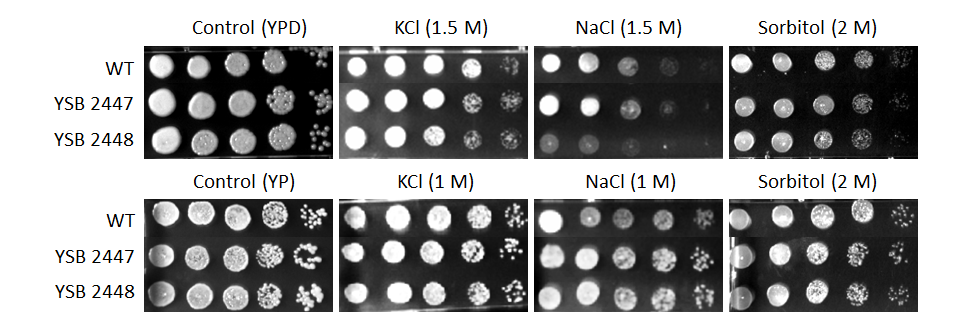 Osmotic stress phenotype for CNAG_04457T0