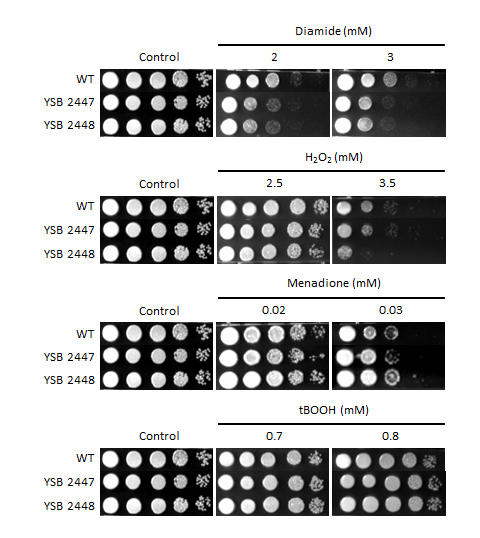 Oxidative stress phenotype for CNAG_04457T0