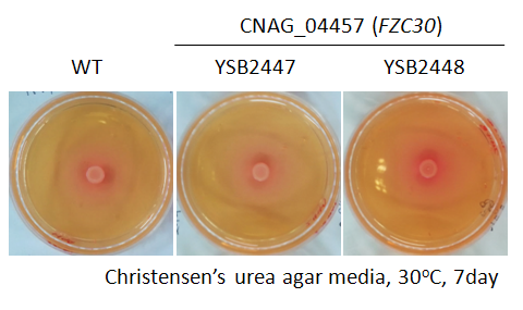 Urease phenotype for CNAG_04457T0