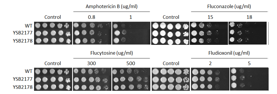 Antifungal drug susceptibility for CNAG_04518T0