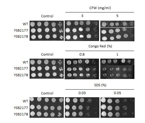 Cell wall stress phenotype for CNAG_04518T0