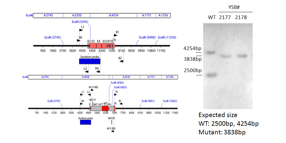 Gene disruption strategy for CNAG_04518T0