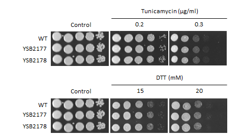 ER stress phenotype for CNAG_04518T0