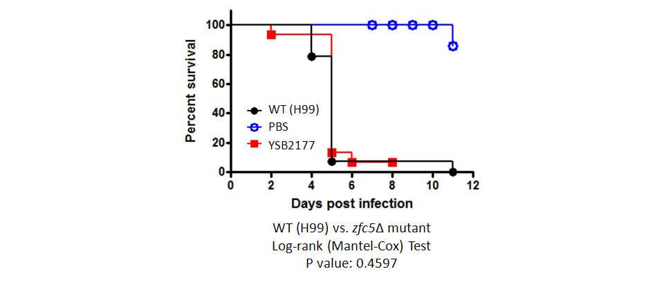 Galleria mellonella virulence data for CNAG_04518T0