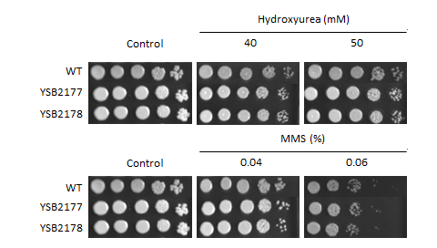Genotoxic stress phenotype for CNAG_04518T0
