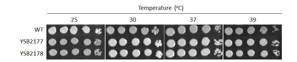 Growth phenotype for CNAG_04518T0