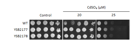Heavy metal stress phenotype for CNAG_04518T0