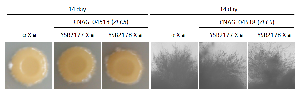 Mating phenotype for CNAG_04518T0