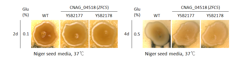 Melanin phenotype for CNAG_04518T0