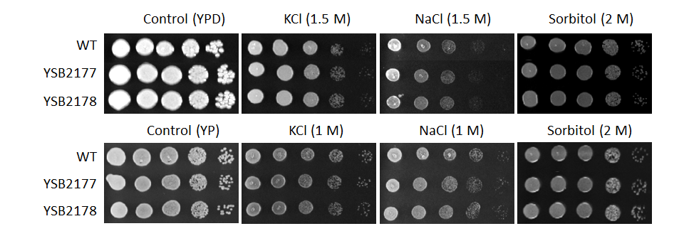 Osmotic stress phenotype for CNAG_04518T0