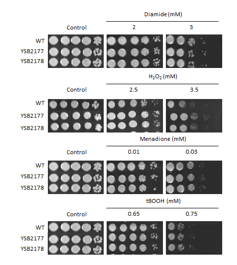 Oxidative stress phenotype for CNAG_04518T0