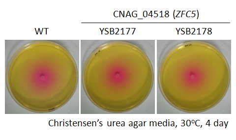 Urease phenotype for CNAG_04518T0