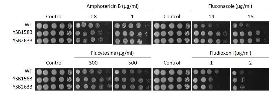 Antifungal drug susceptibility for CNAG_04583T0