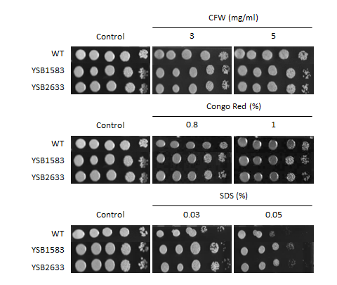 Cell wall stress phenotype for CNAG_04583T0