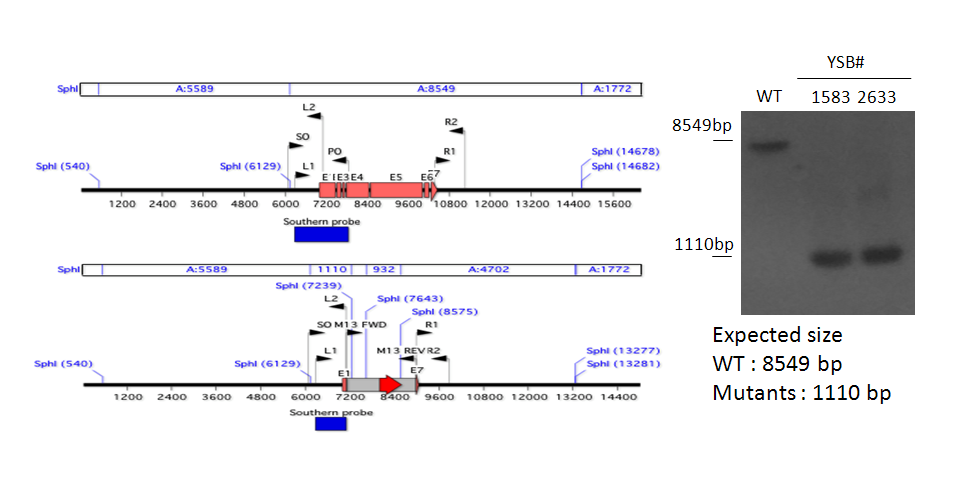 Gene disruption strategy for CNAG_04583T0