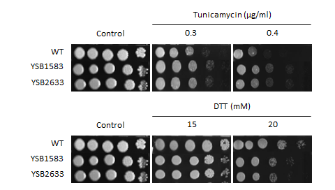 ER stress phenotype for CNAG_04583T0