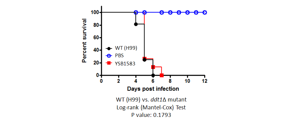 Galleria mellonella virulence data for CNAG_04583T0
