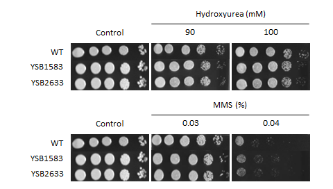 Genotoxic stress phenotype for CNAG_04583T0