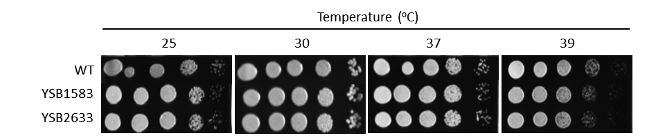 Growth phenotype for CNAG_04583T0