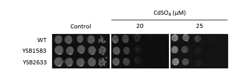 Heavy metal stress phenotype for CNAG_04583T0