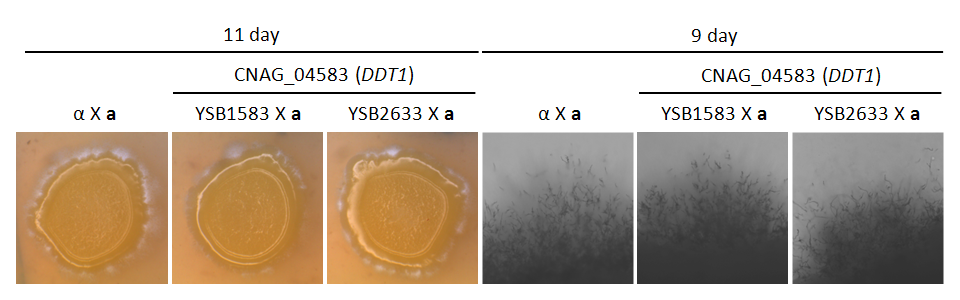 Mating phenotype for CNAG_04583T0