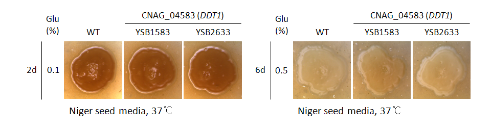 Melanin phenotype for CNAG_04583T0