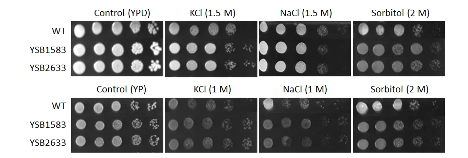Osmotic stress phenotype for CNAG_04583T0