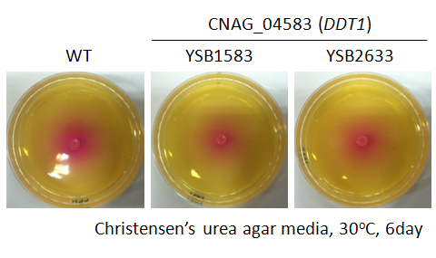 Urease phenotype for CNAG_04583T0