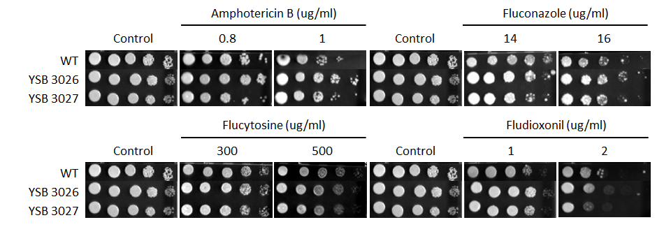 Antifungal drug susceptibility for CNAG_04586T1